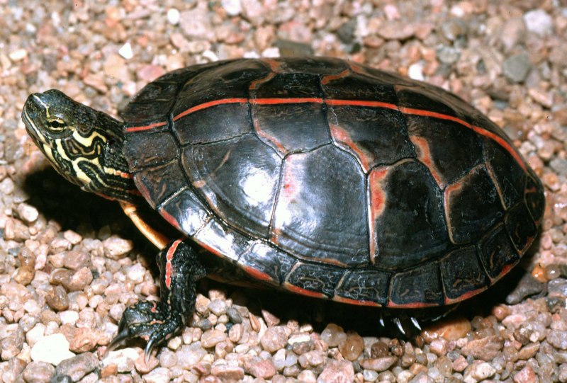 Дальневосточная черепаха Trionyx sinensis