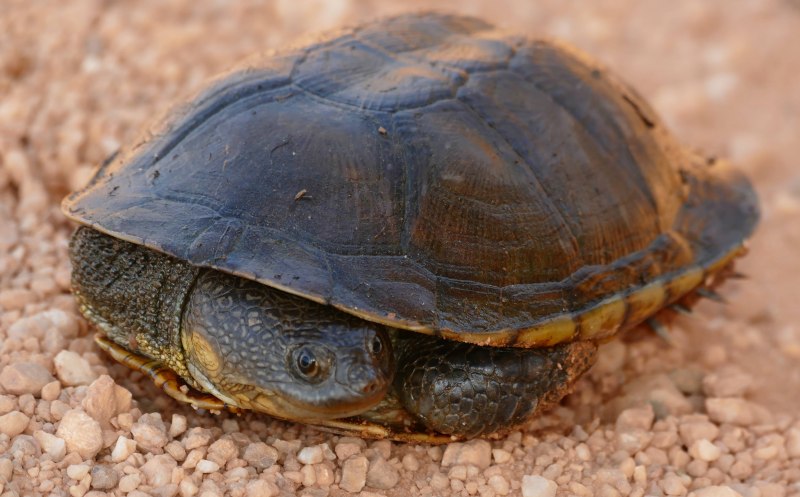 Chelodina steindachneri (Змеиношейная черепаха Штайндахнера)