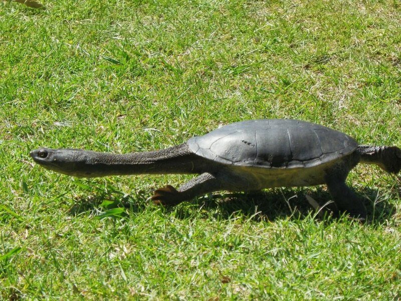 Chelodina kurrichalpongo