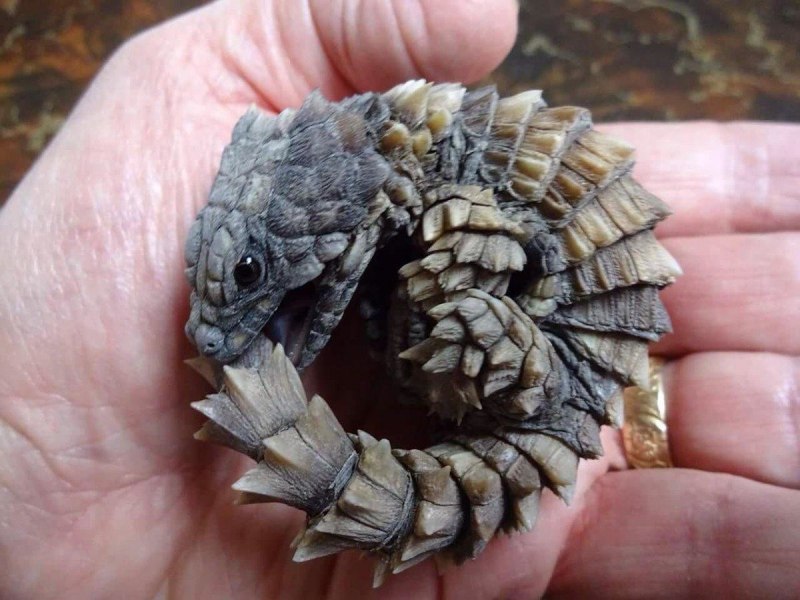 Хандальская улитка