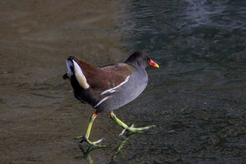 Камышница Gallinula chloropus (Linnaeus, 1758)