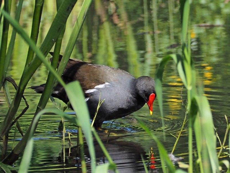 Камышница Gallinula chloropus