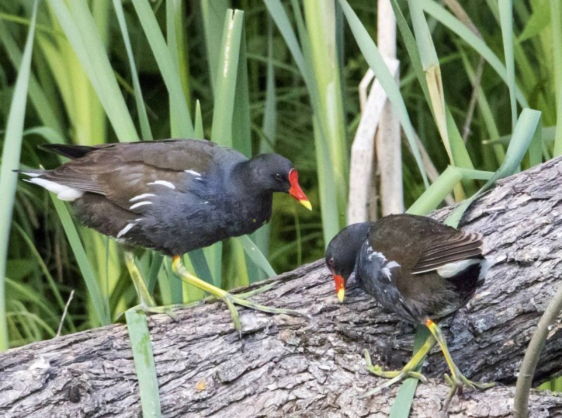 Камышница – Gallinula chloropus (l.)