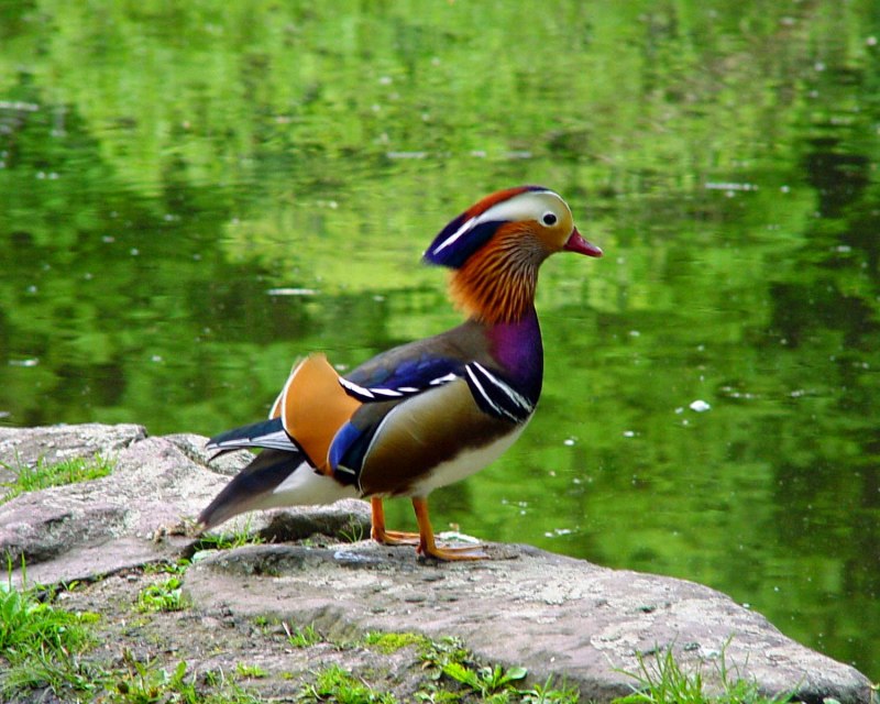 Утка Мандаринка самка