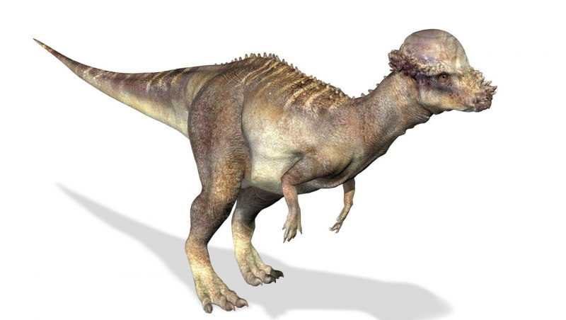 Julius Csotonyi
