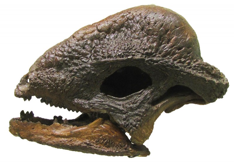 Пахицефалозавр Jurassic World