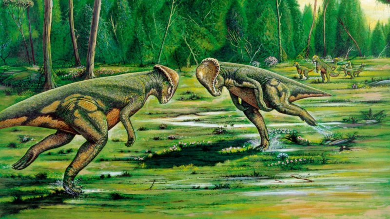 Стегоцерас Stegoceras
