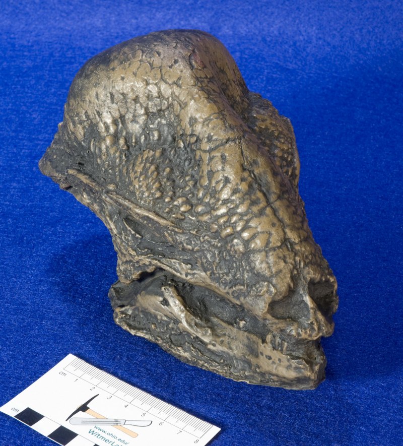 Saurian Tyrannosaurus Rex