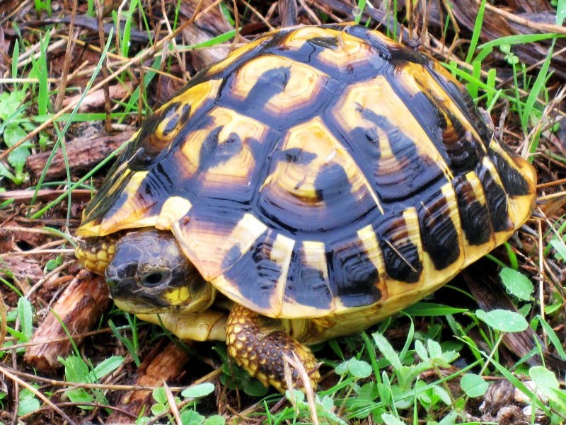 Балканская черепаха (66 фото)