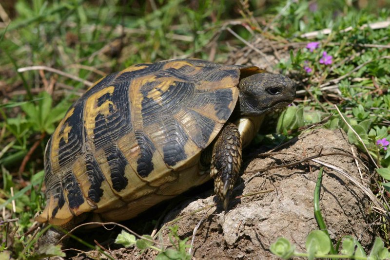 Testudo Hermanni