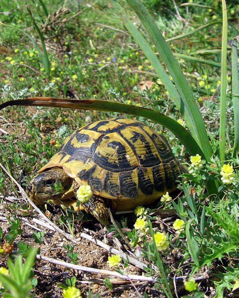 Балканская (Testudo Hermanni)