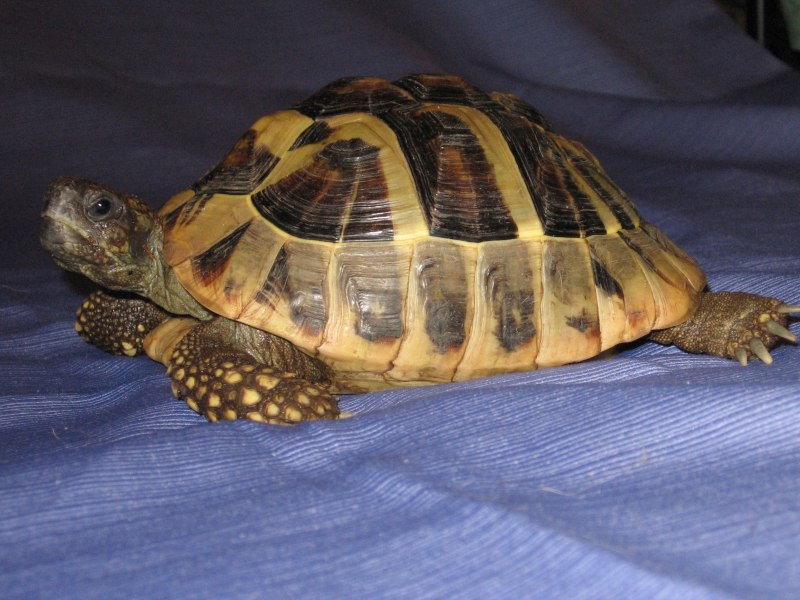 Testudo Hermanni boettgeri