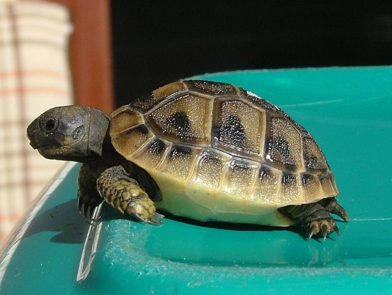 Testudo Hermanni