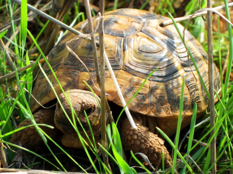 FOOTBALLKA S Turtle