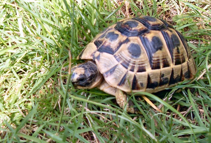 Testudo Hermanni boettgeri Балканская черепаха