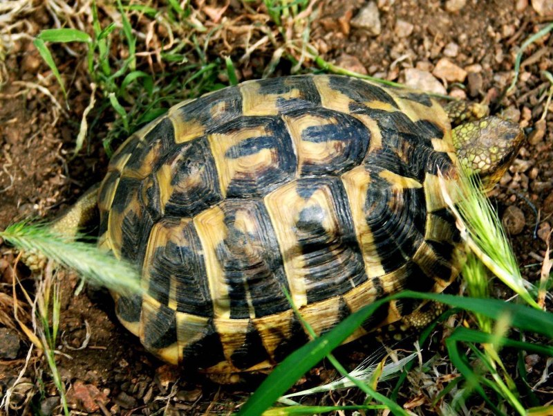 Testudo Hermanni