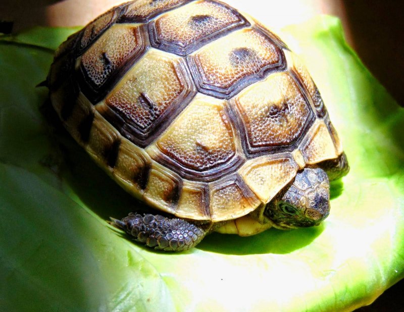 Testudo Hermanni boettgeri Балканская черепаха