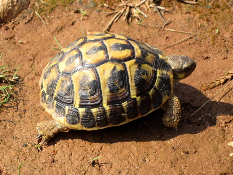 Testudo Hermanni boettgeri Балканская черепаха