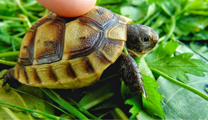 Testudo Hermanni - Балканская черепаха