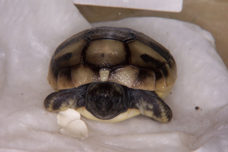 Средиземноморская черепаха Testudo Graeca