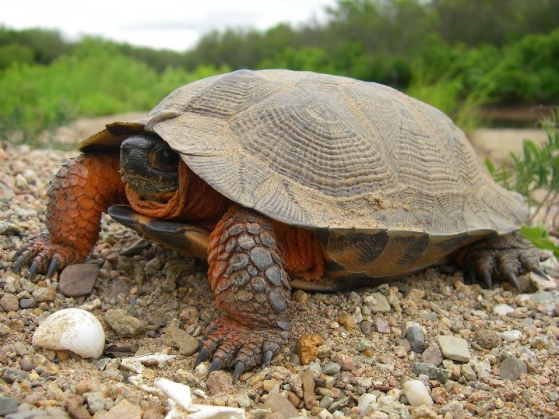 Testudo Hermanni boettgeri