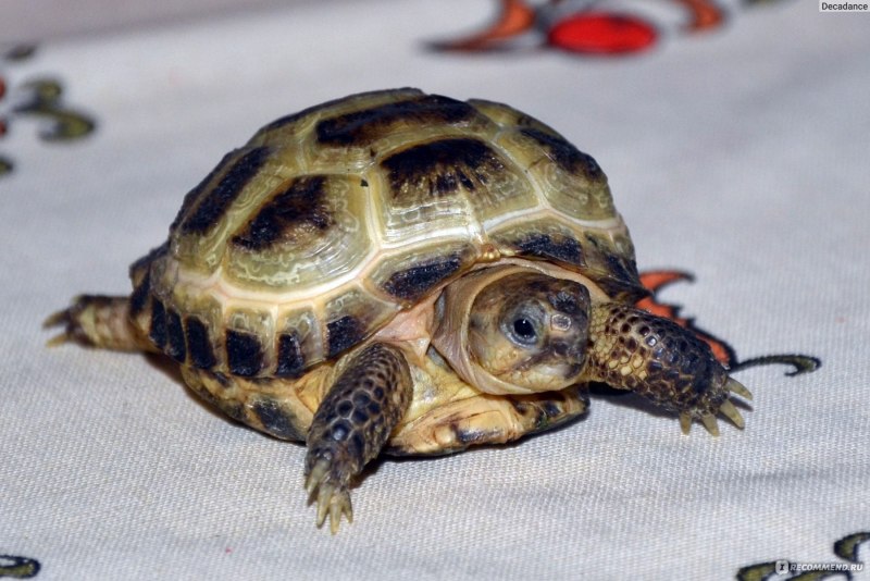 Testudo imbricata