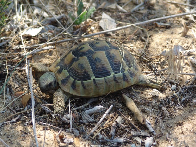 Testudo Hermanni - Балканская черепаха