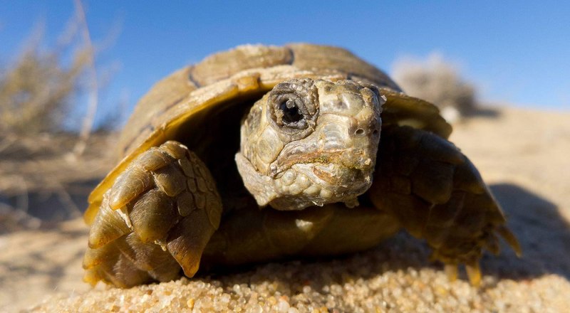 Как переводится Tortoise