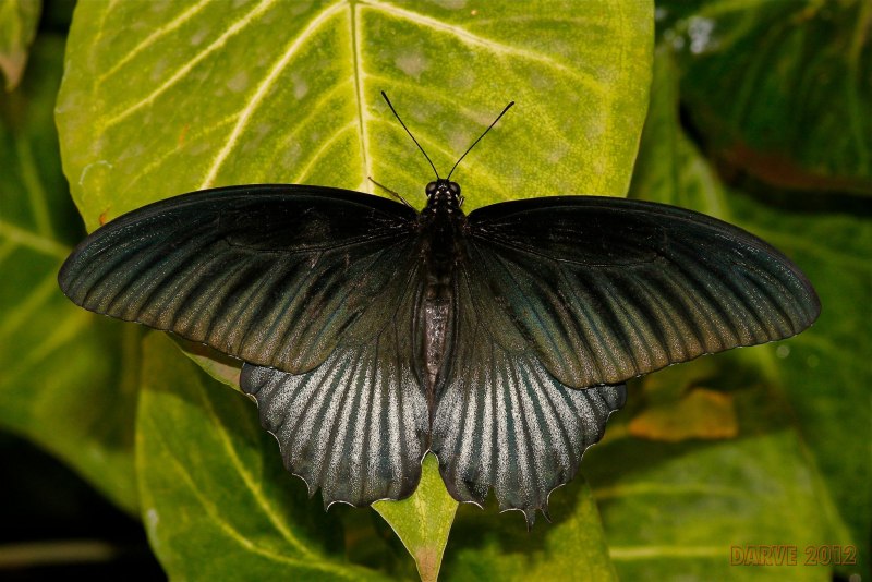 Бабочка Papilio Memnon