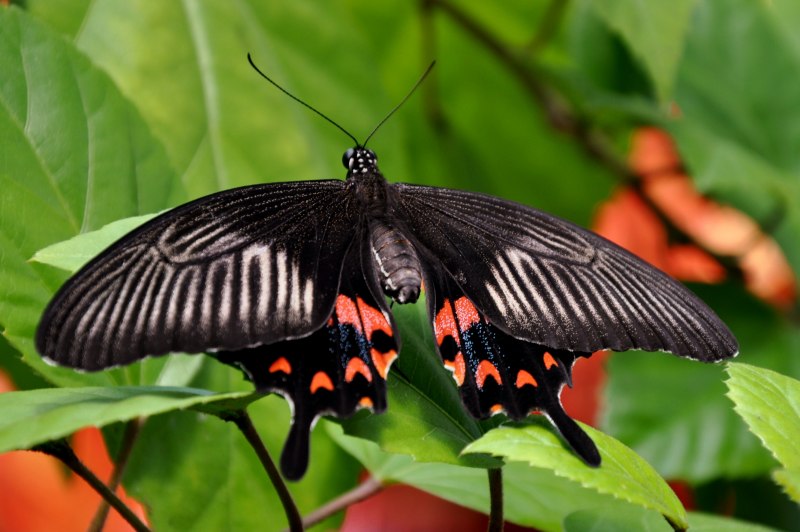 Papilio Polytes бабочка