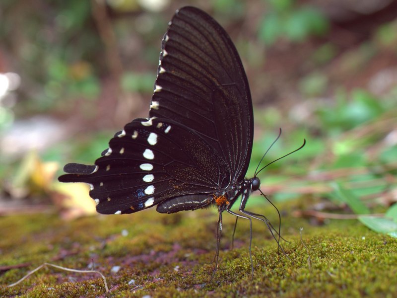 Papilio Polytes