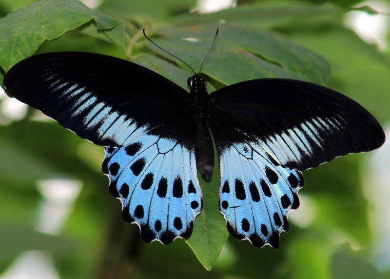 Papilio Polytes бабочка