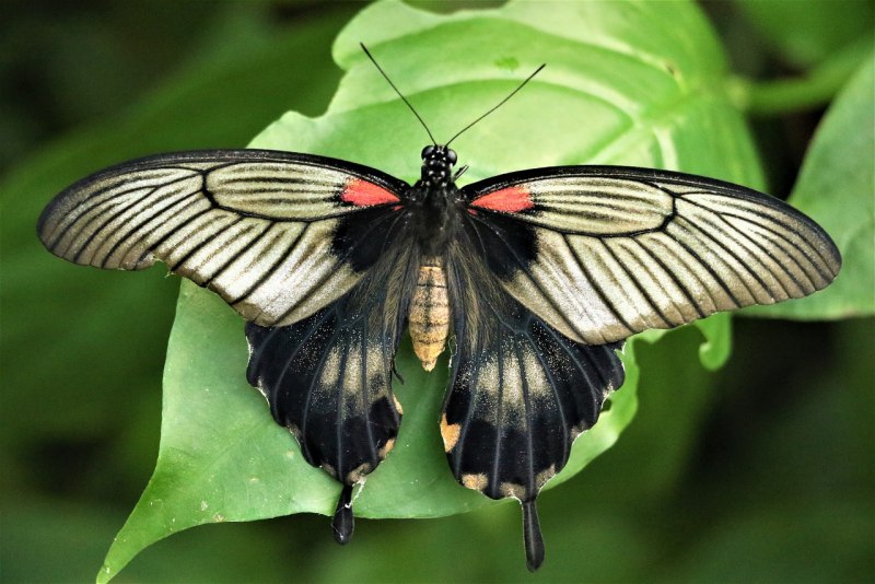 Papilio LOWI гусеница