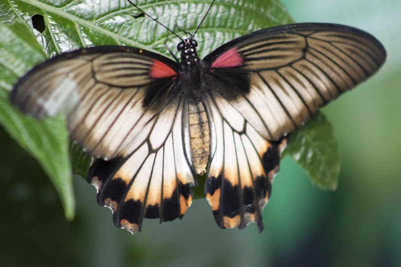 Бабочка Papilio Memnon