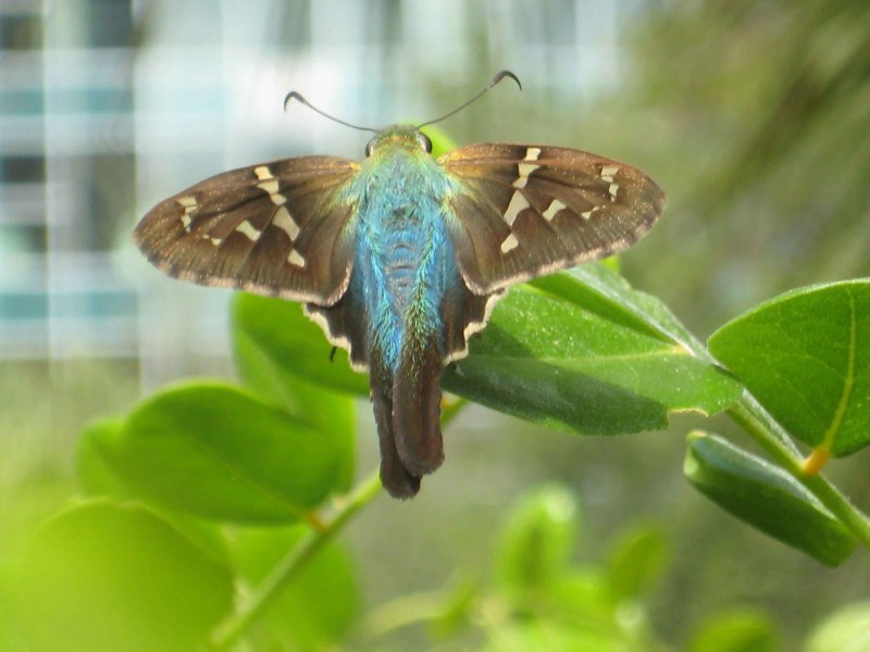 Swallowtail Butterfly polymnestor (Papilio polymnestor)