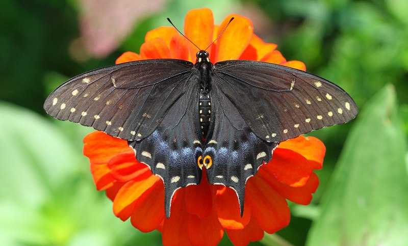Papilio Polytes бабочка