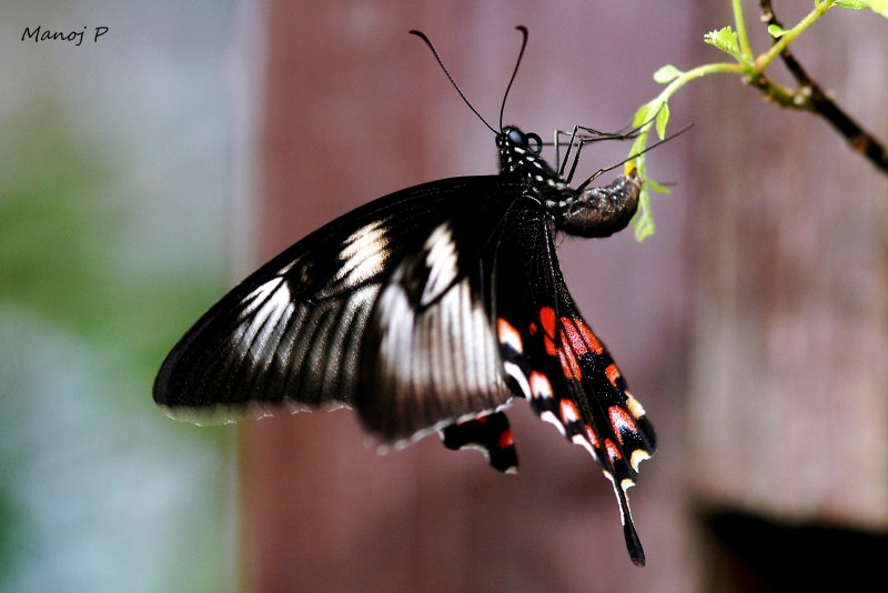 Парусник Румянцева (Papilio Rumanzovia)