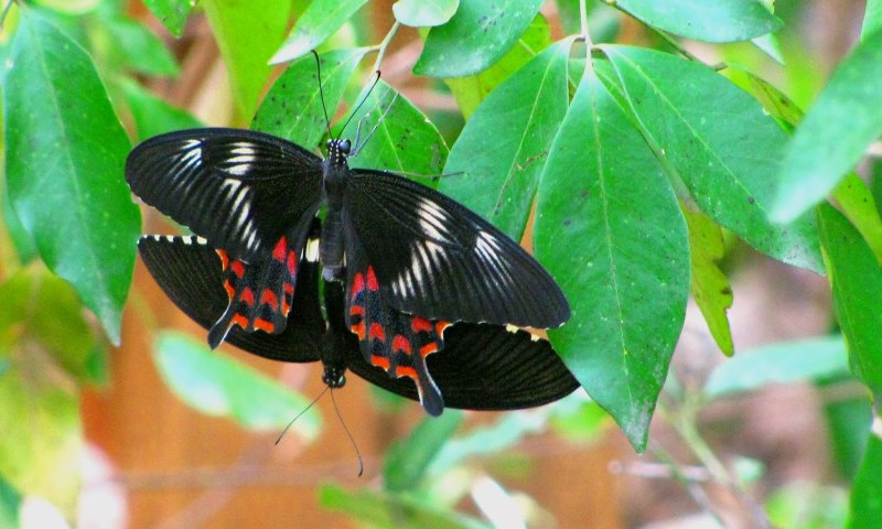 Papilio polymnestor