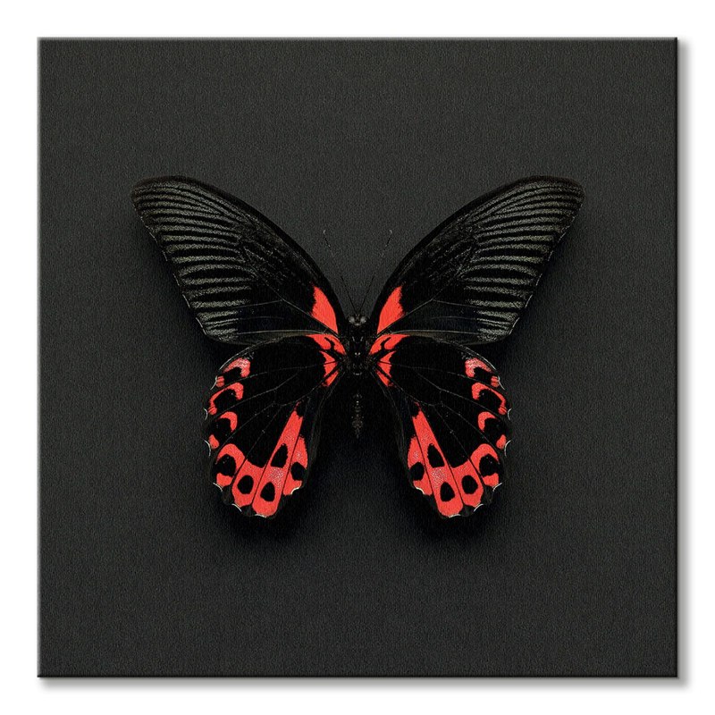 Papilio LOWI бабочка
