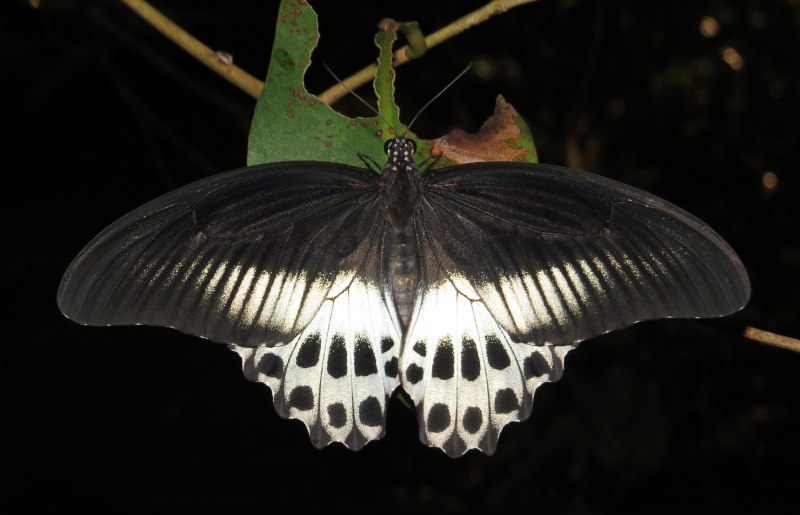 Papilio Polytes бабочка