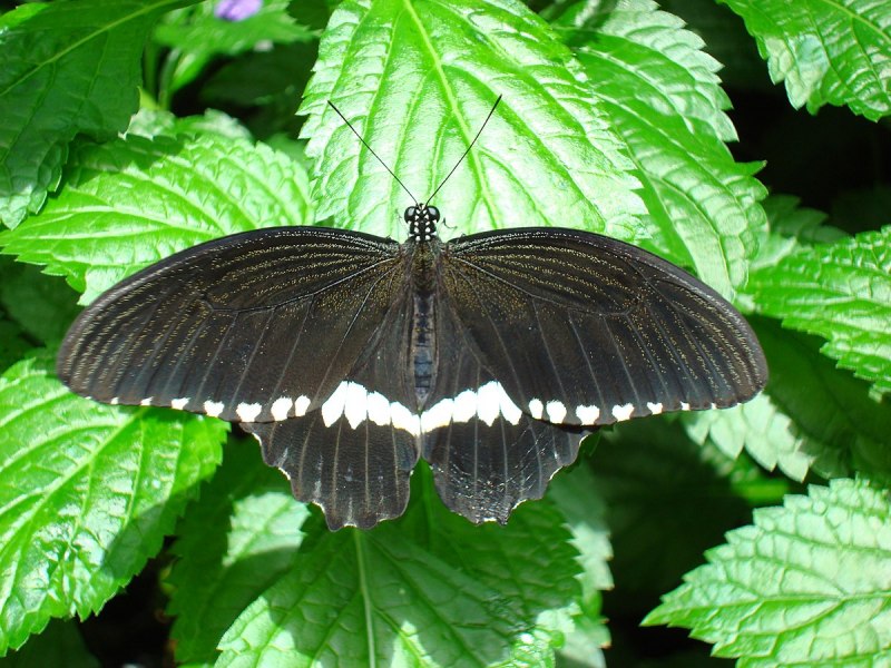 Papilio polymnestor