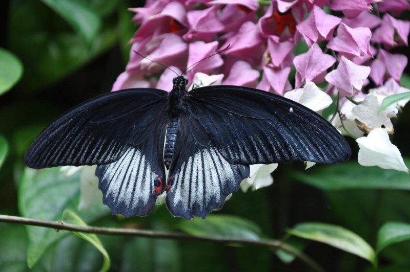 Мормон бабочка (56 фото)
