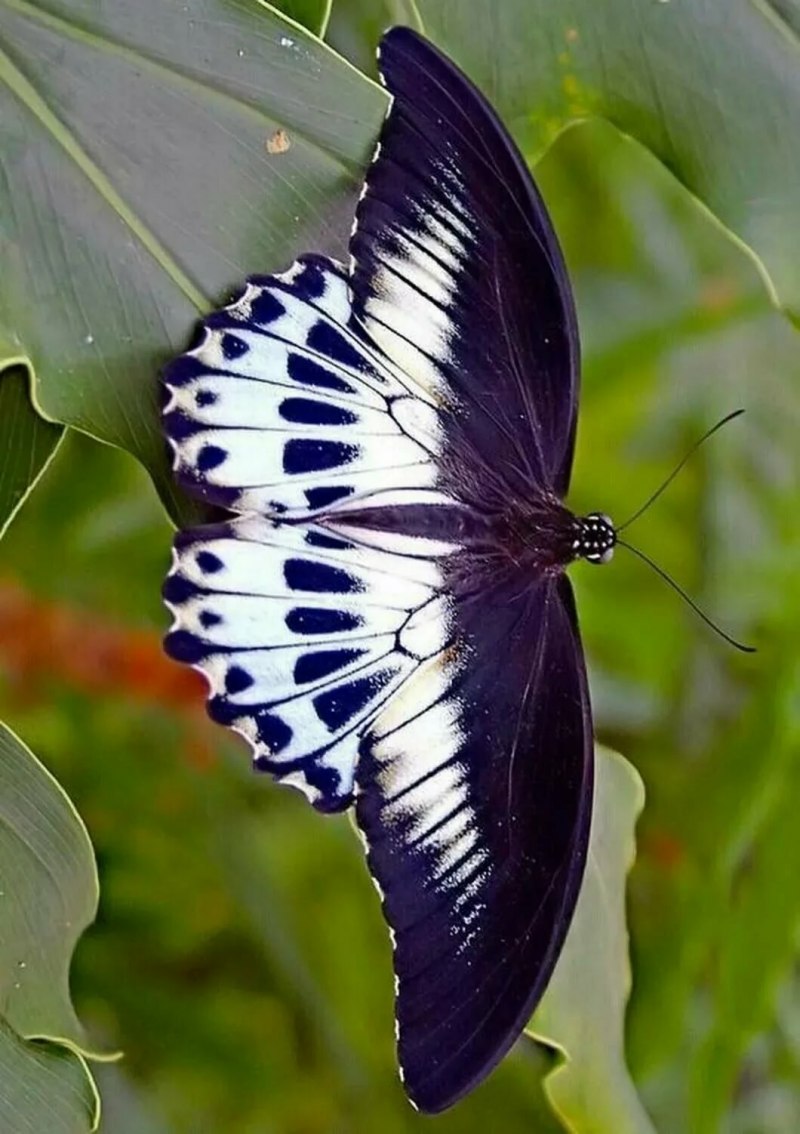 Papilio Memnon Agenor