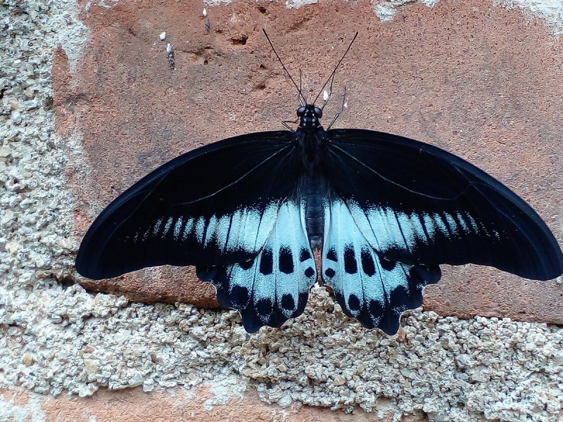 Парусник Мемнон - Papilio Memnon