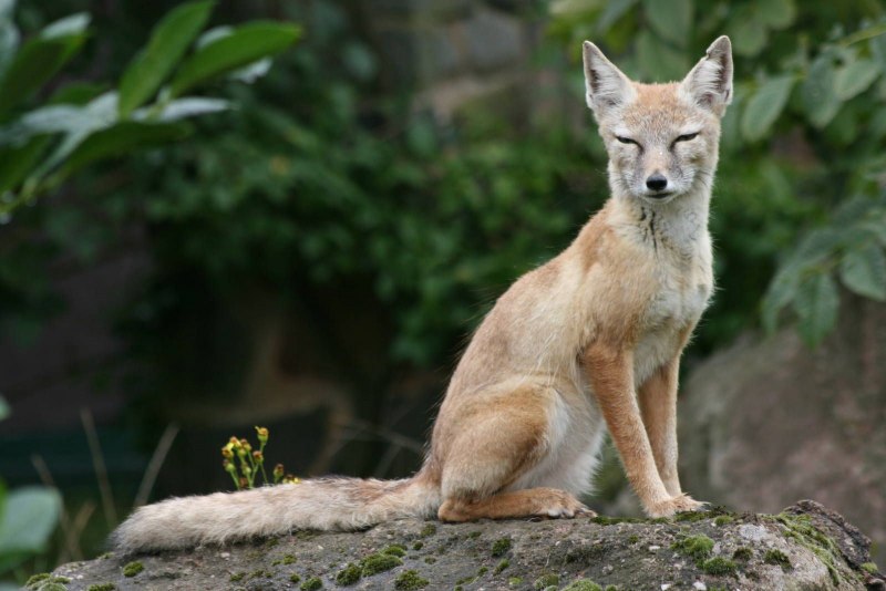 Корсак Сибирский