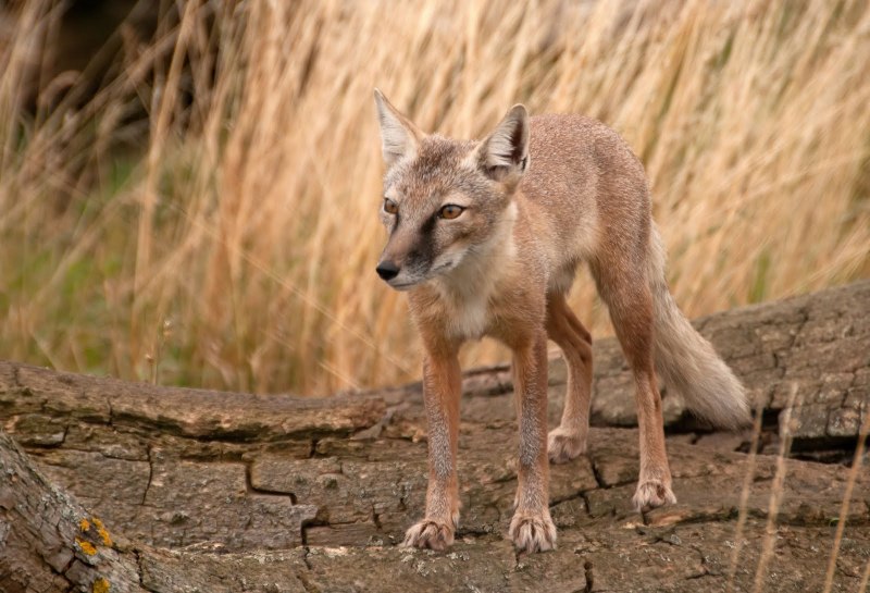 Корсак кавказский