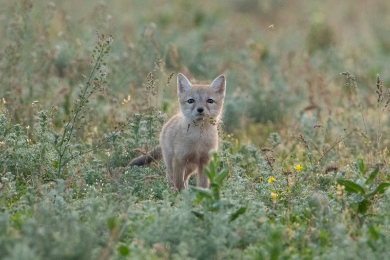Песчаная лисица Корсак