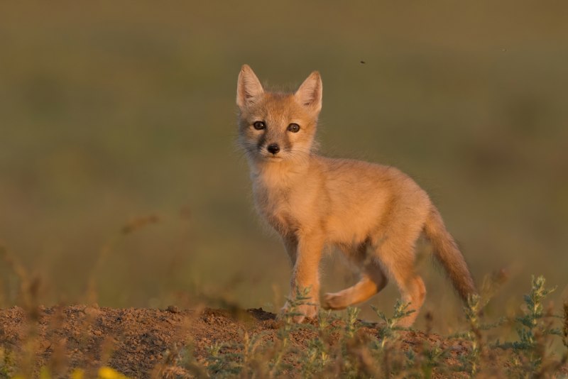 Песчаная лисица Корсак