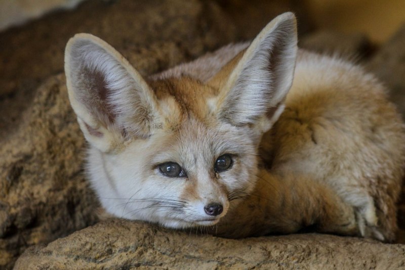 Американский Корсак Vulpes Velox