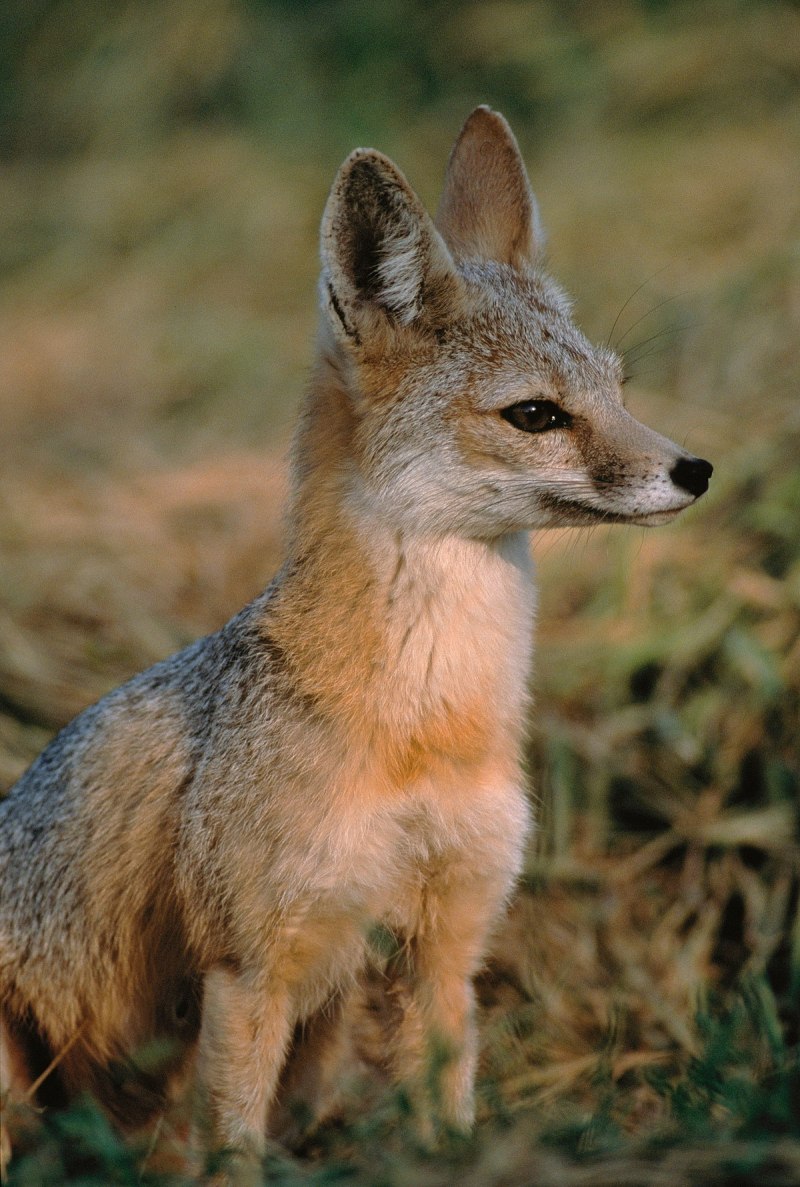 Африканская лисица Vulpes pallida
